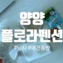 장보고낚시 - 홍천군 홍천로 486 | [양양] 애견 동반숙소 플로라펜션 솔직후기! 뜻밖의 감동과 남애항 밤 낚시