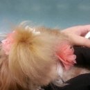 개키우는 언니 이미지