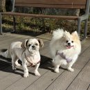 매일행복하개 이미지