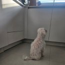 저단27 | 밸런스잇 직구 후기 : 강아지 화식 영양제, 화식 보충제