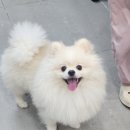 동동 애견 미용 이미지