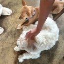 힐링키즈교육 | 영종도 유기견 카페 선셋커피 입양을 기다리는 유기견 힐링카페 주차, 대기, 입양 상세후기