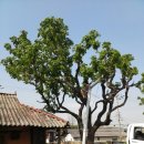 엉게나무 이미지