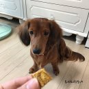 스윗차일드 오 마인 이미지