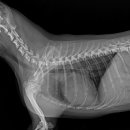 늘사랑 양한방 동물병원 이미지