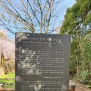 제주 신례리 왕벚나무 자생지 이미지