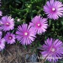 에벤에셀 이미지