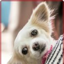 힐메디칼 | 강아지 식도염 증상과 치료, 위드힐동물메디컬센터 방문 후기