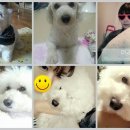 뽀독 애견 미용 이미지