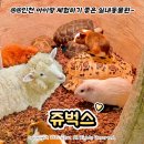 구피샵청수점 | 인천 실내동물원 '쥬벅스' 서울 근교 아이랑 체험 아이와 가볼만한 곳