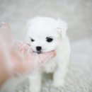 까만코 이미지