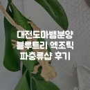 만년남로 | 대전도마뱀분양 대전서구게코샵 블루트리엑조틱 파충류샵 후기