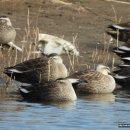 시흥리-6 이미지