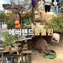 에버랜드 동물원 뿌빠타운 카피바라 애니멀톡 용인 아이와 가볼만한곳