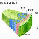 부름켜 이미지