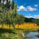 황화 코스모스 명소 4 올림픽공원 들꽃마루, 안성팜랜드, 임진강 댑싸리 공원, 재인폭포 9월 꽃구경 가볼만한곳 이미지