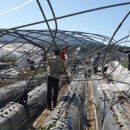 가지리부대 이미지