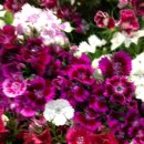 크린스마트 이미지