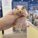우다다햄쮸 이미지