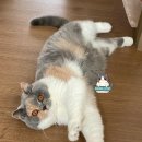 헤어칼리코