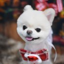 솜이 펫살롱 이미지