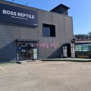 게코필드 | 원주 파충류샵 보스게코 도마뱀 분양 입양후기 용품 펫테일 내돈내산 솔직 방문후기