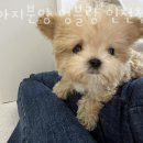 강아지분양 멍블랑 인천청라본점 이미지