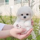 어벤져스켄넬 탑클래스펫 강아지분양 이미지