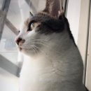 그루밍 루니 이미지