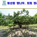 효자 최회 정려 | 세종시 가볼만한곳 - 봉산동 향나무, 효자 최회 정려