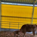 서산 팔봉산 목장 이미지