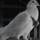 비둘기밧데리 이미지