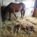 신태인목장 이미지