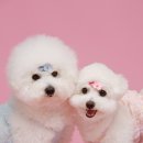 Adorable Canis (어도러블 케니스) 이미지