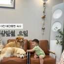 십일월오일 | 이천 애견펜션 십일월오일 감곡점 내돈내산 후기, 역대급 만족했던 곳 대형견 가능
