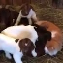 해준농장 이미지