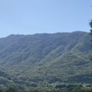 황산애견 이미지