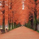 “1년에 딱 2주만 볼 수 있어요” 한국 아름다운거리 100선, 레드 카펫 비밀 이미지