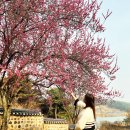 정수루 | 논산 매화 명소 봄에 가볼만한곳 종학당