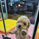 야옹아 멍멍해봐 세종점 이미지