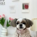 살롱드멍뭉 이미지