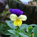 대나무골농장 이미지