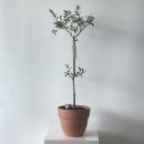 꽃바람화원 이미지