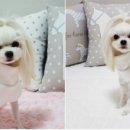 슈가몽 이미지