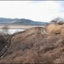 버드나무 이미지