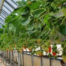 기선농장 이미지