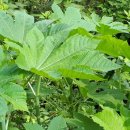 아주까리농장 이미지