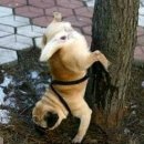 25시동물의료센터 이미지