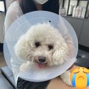 24시스마일동물의료센터동물병원 네이버블로그