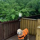 글램독가평 이미지